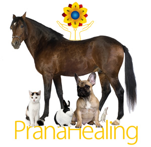 Animal, Pet Reiki Healing by Prana Healing
