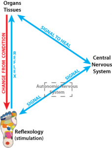 Reflexology triangle how it works