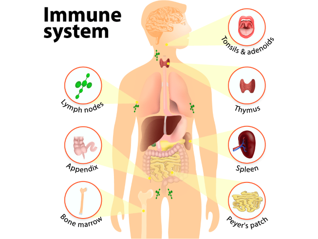 WHAT IS THE IMMUNE SYSTEM?