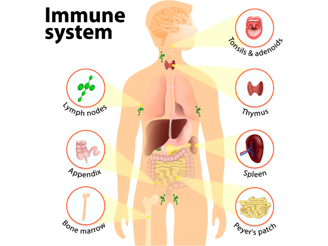 Immune System